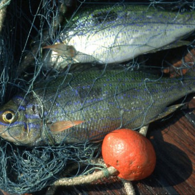 Fish caught in net