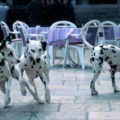Dalmatian dogs