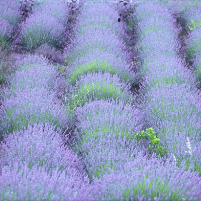 Lavander