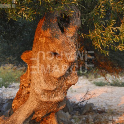 Olive Tree with face shape in Lun on Island Pag