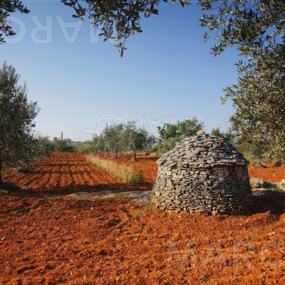 Olive Tree With The Istrian Shelter 